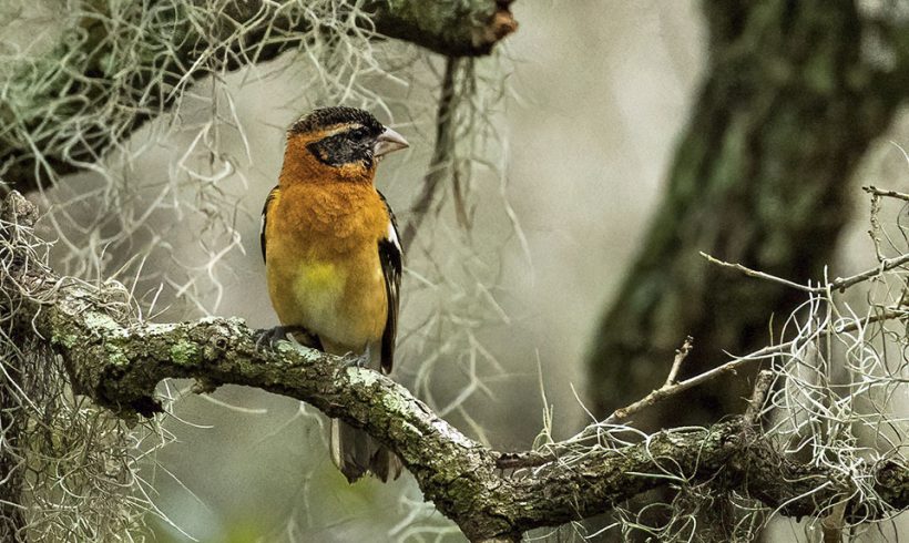 Black-headed Grosbeak with Spanish Moss