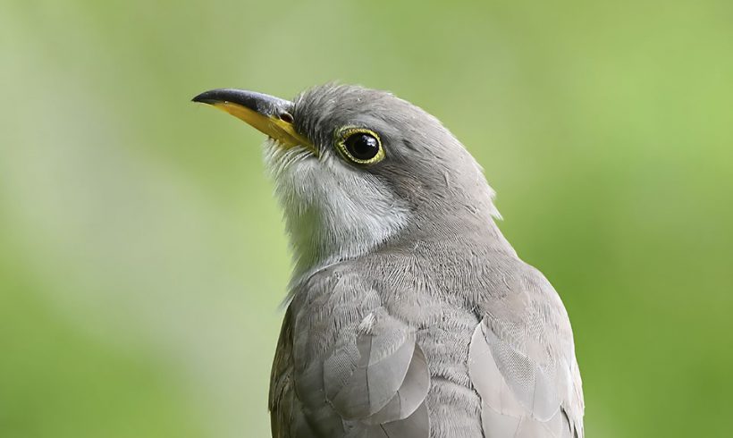 Yellow Billed Cuckoo High Island Spring