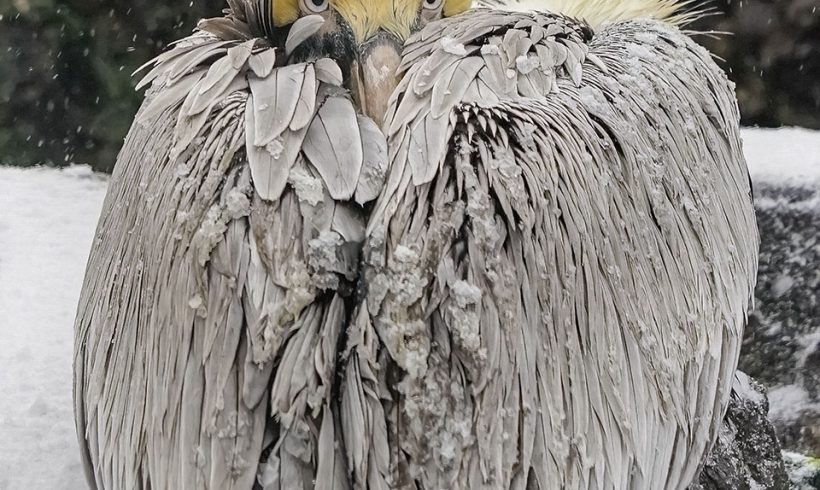 Frosty the Snow Bird