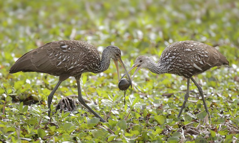 Limpkin
