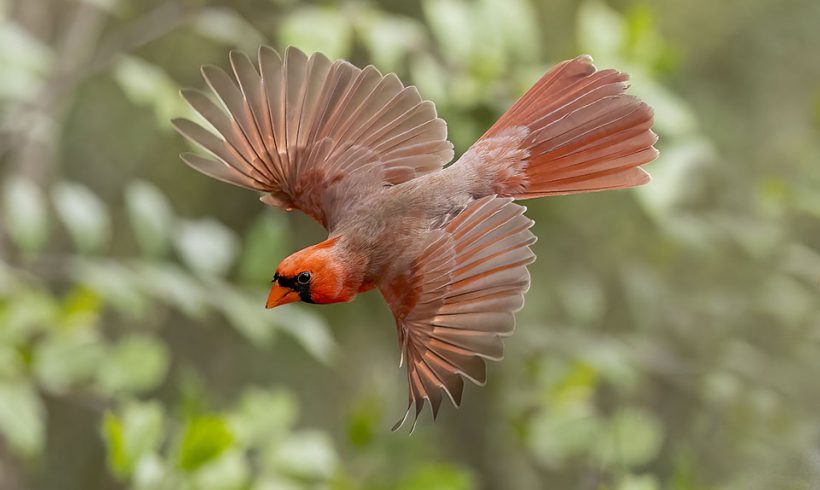Cardinal in Flight