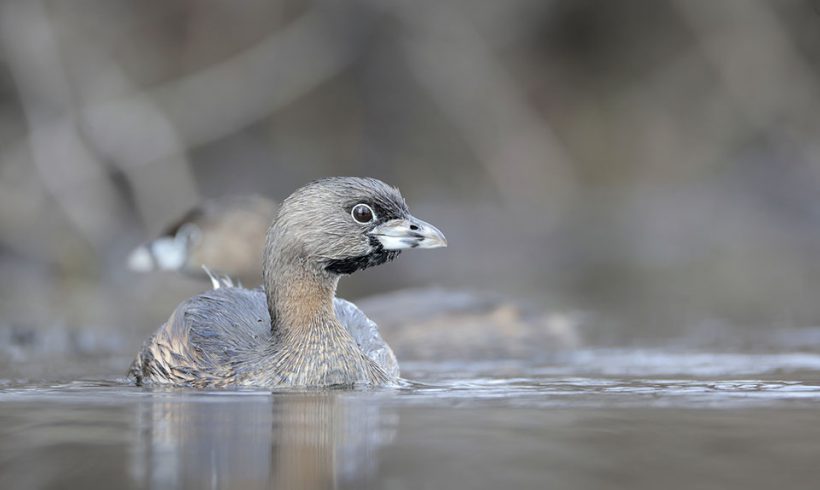 Pied Billed Grebe