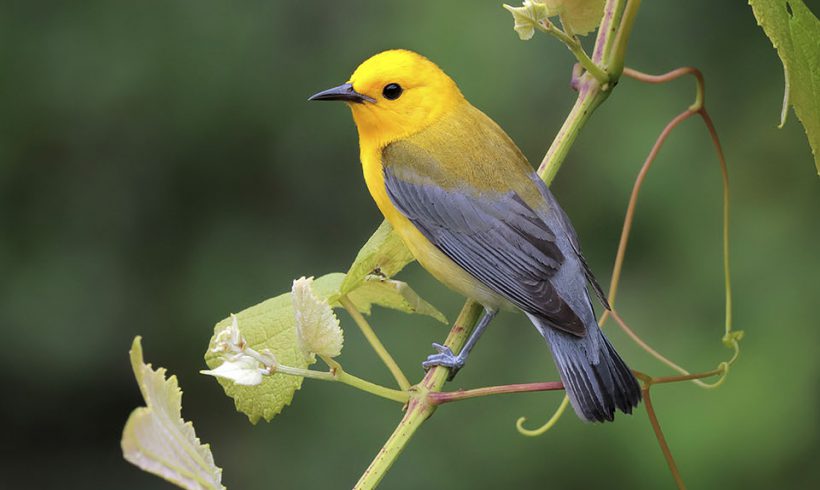 Prothonotary Warbler