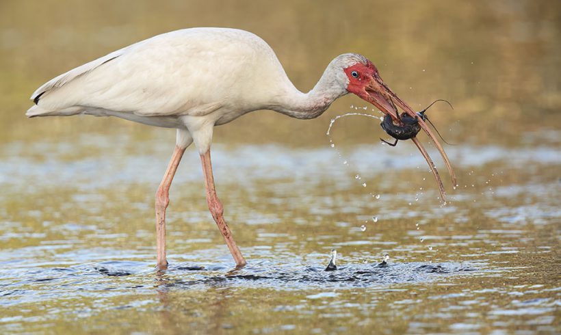 Ibis with Crawfish