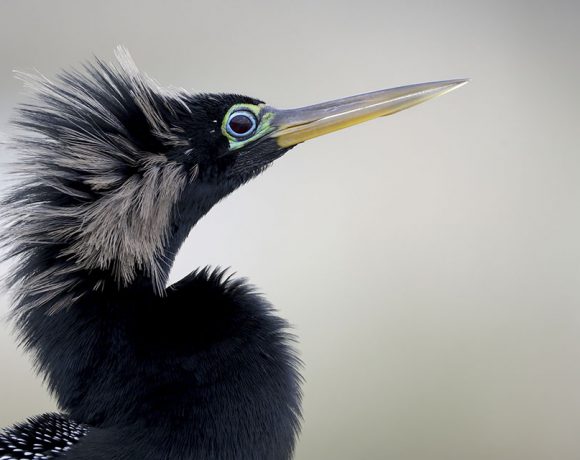 Fancy Anhinga Fancy Anhinga
