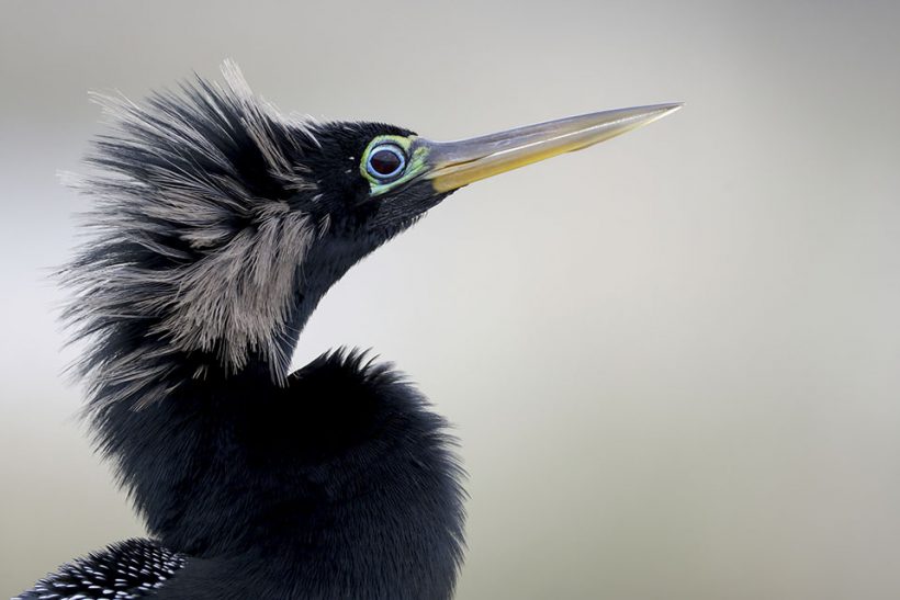 Fancy Anhinga