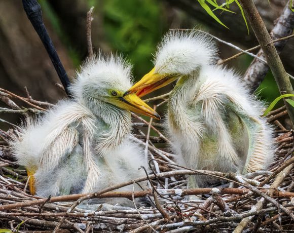 Lunchroom Negotiations Lunchroom Negotiations