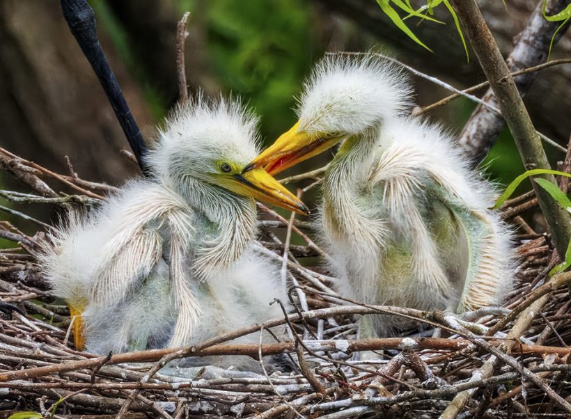 Lunchroom Negotiations