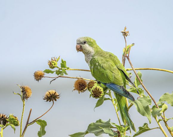 Monk Parakeet