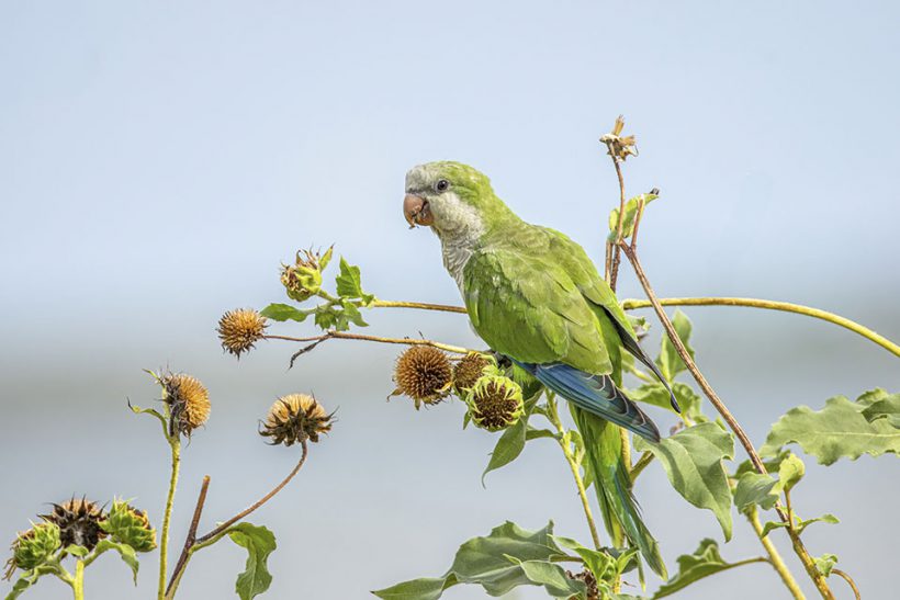 Monk Parakeet