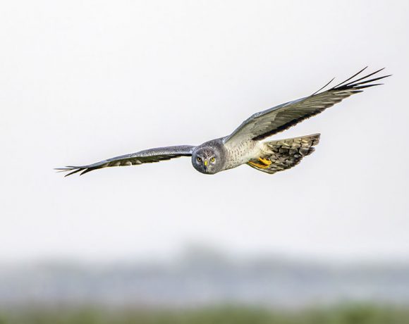Northern Harrier