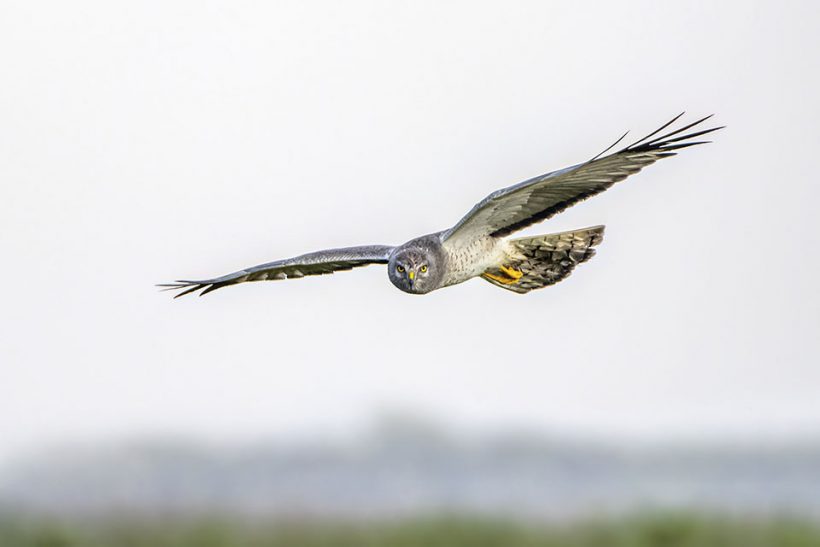Northern Harrier