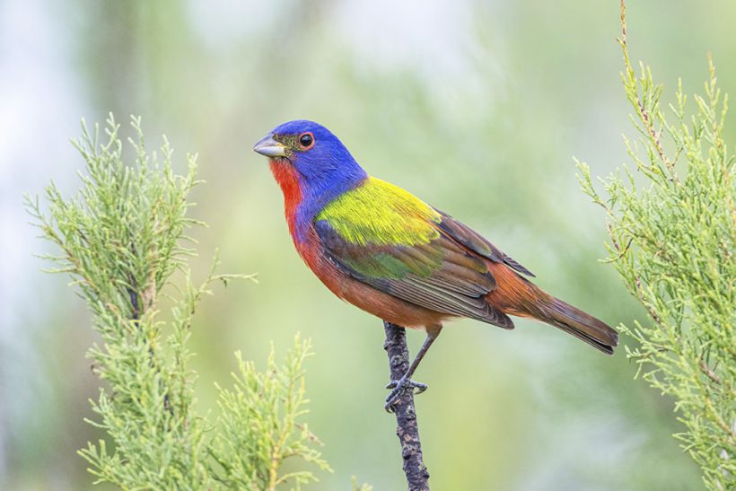 Painted Bunting