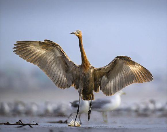 Reddish Egret Splashdown, Bolivar Flats Reddish Egret Splashdown, Bolivar Flats