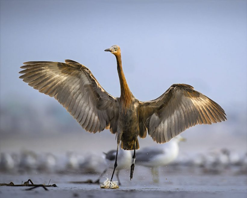 Reddish Egret Splashdown, Bolivar Flats