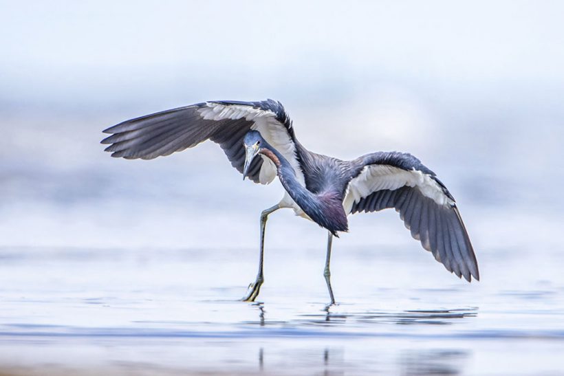 Tricolored Heron