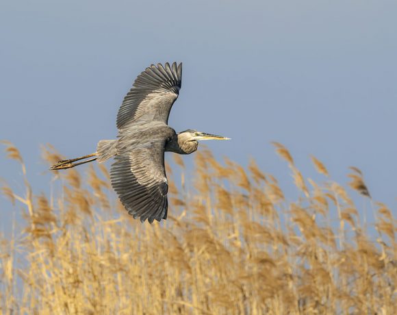 Blue Banking Blue Banking