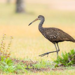 Limpkin