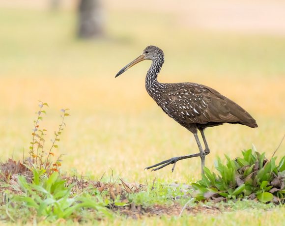 Limpkin Limpkin