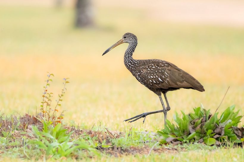 Limpkin