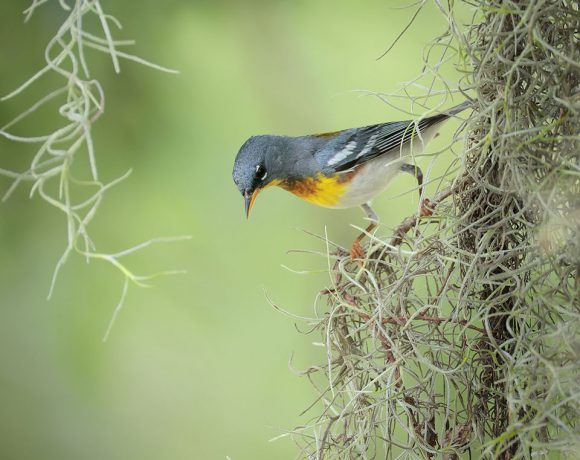 Mossy World Mossy World