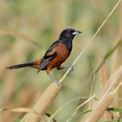Orchard Oriole
