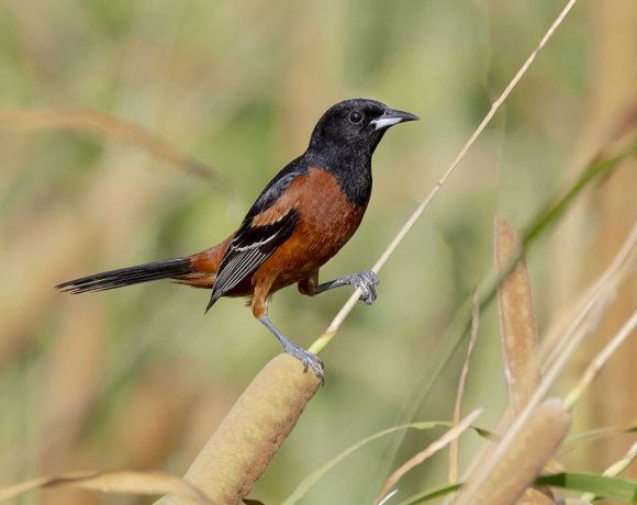 Orchard Oriole Orchard Oriole