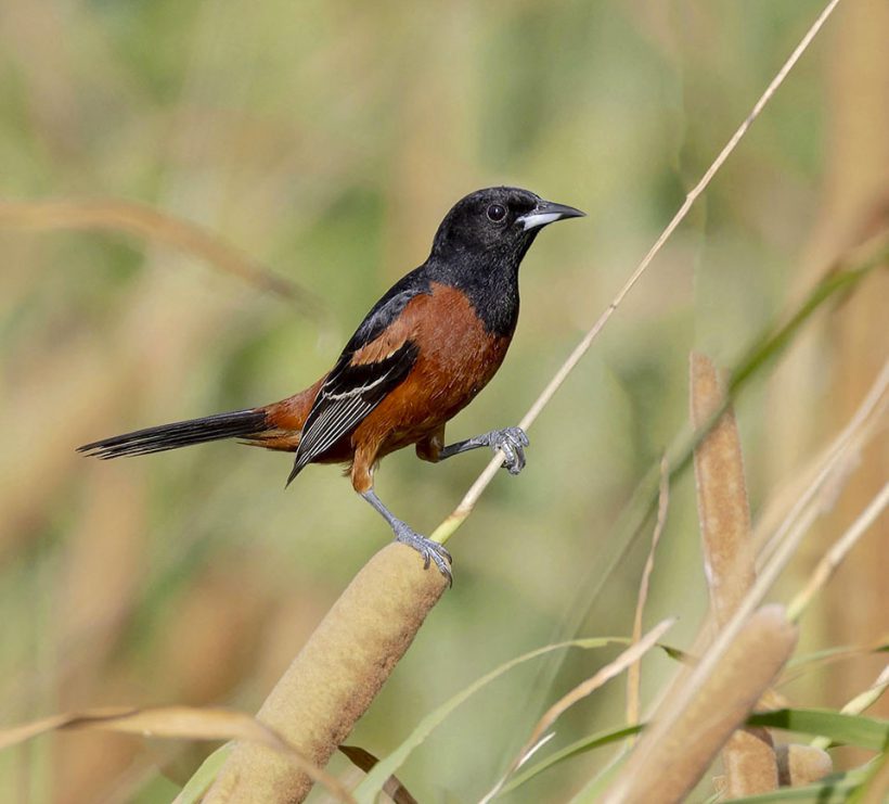 Orchard Oriole
