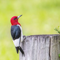 Red-headed Woodpecker
