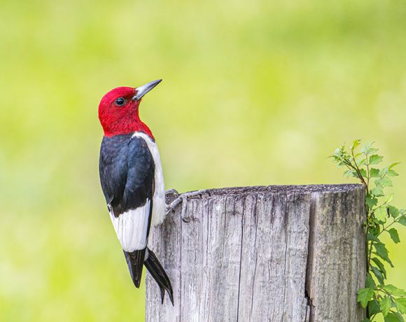 Red-headed Woodpecker Red-headed Woodpecker