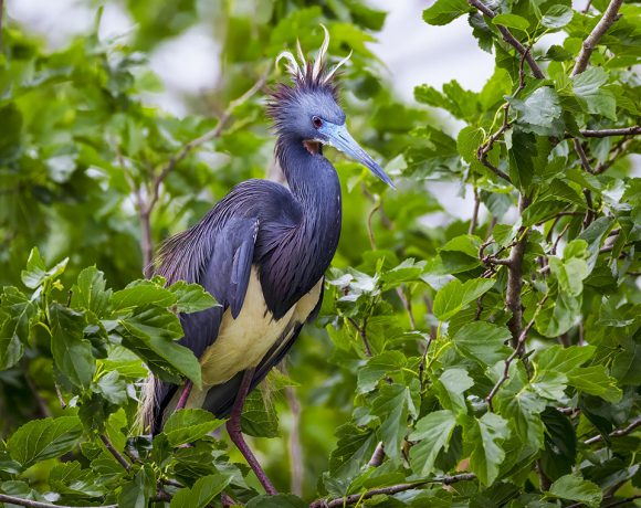 Tri Colored Heron Tri Colored Heron