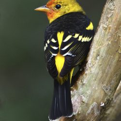 Tanager Pose