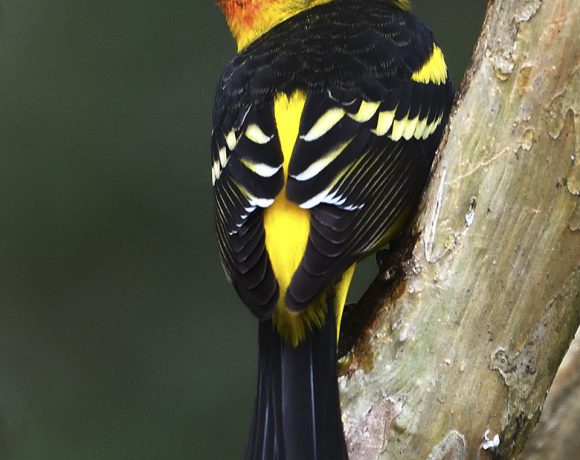 Tanager Pose Tanager Pose