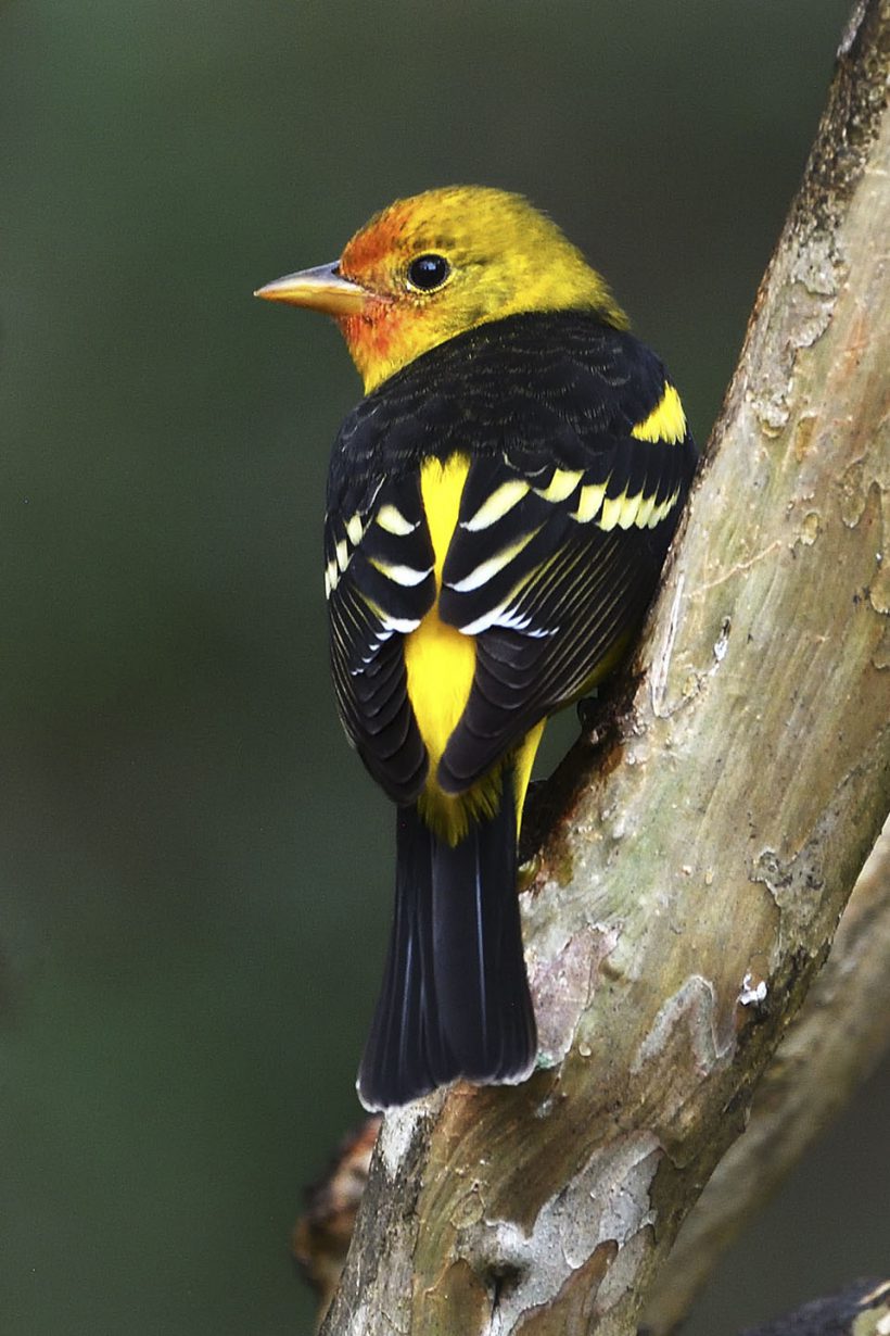 Tanager Pose