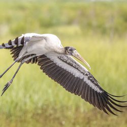 Wood Stork