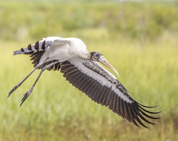Wood Stork Wood Stork