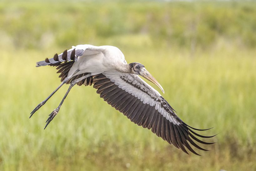 Wood Stork